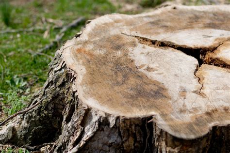 How To Rot Tree Stumps Quickly Lineage Tree Care