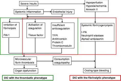 Disseminated Intravascular Coagulation Clotting Cascade