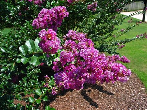 Crepe Myrtle Varieties & Care | Easy Way To Garden