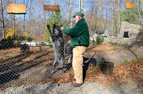 Meet The Wolves Wolf Conservation Center In South Salem Ny