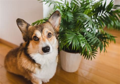 Tener un perro es bueno para la salud Sí y la ciencia explica por qué