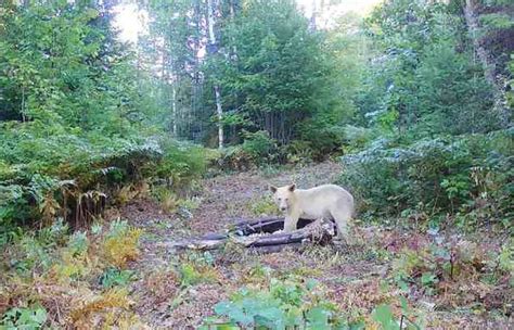 One-in-a-million spirit bear spotted in US, pic goes viral | Science ...