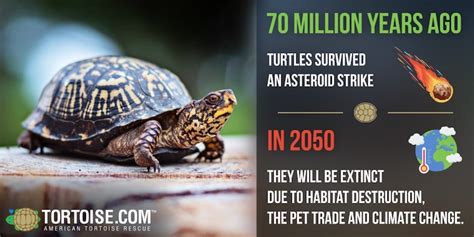 Saving Turtles And Tortoises From Extinction