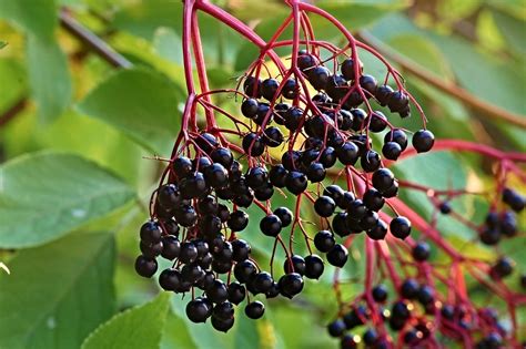 13 Elderberry Varieties (Different Varieties of Elderberry) - ChowTray