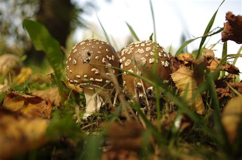 Mushrooms Fungi Toadstools Forest Free Photo On Pixabay Pixabay