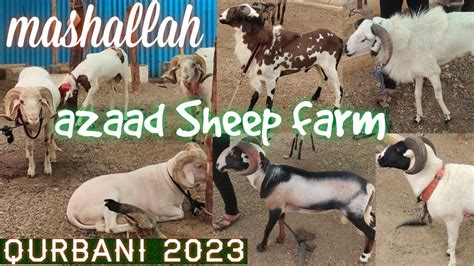 Azaad Sheep Farm Qurbani Ke Bade Bakre In Hyderabad Aggressive