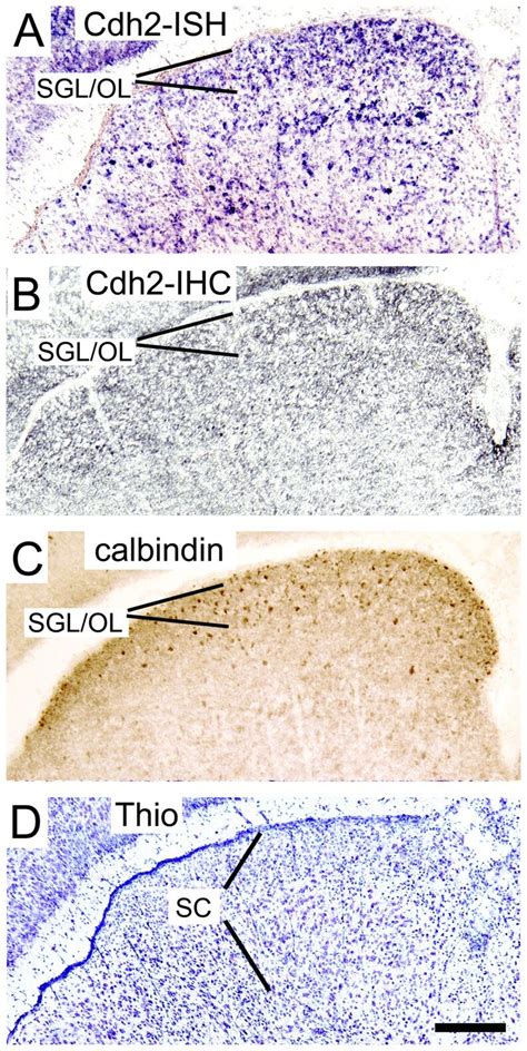 Sc During Postnatal Mouse Development A In Situ Hybridization