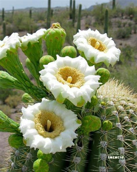 Saguaro Cactus Flowers By Allan Sorokin Desert Flowers Cactus