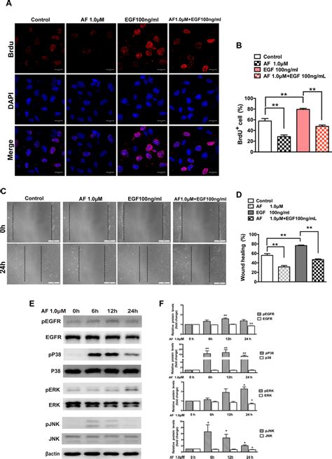 Auranofin Inhibits Egf Dependent Proliferation And Migration Of Arpe 19 Download Scientific