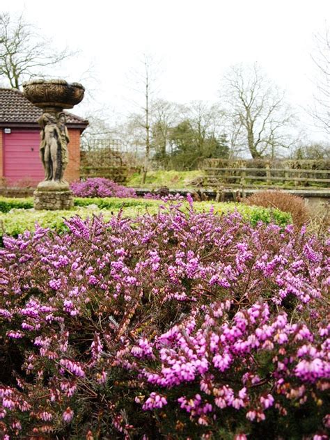 Kellis Northern Ireland Garden Irish Heather