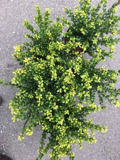 Ilex Crenata Jolex1 Green Diamond Pbr Breederplants