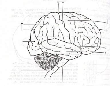 Human Brain Lateral Diagram Quizlet