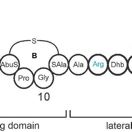 Representative Covalent Structure Of Mu The Four Lanthionine Rings