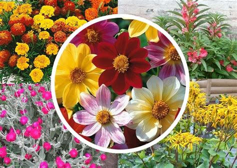 Семена цветов недорого. 25 руб.за чайную ложку семян. Не откладывайте ...