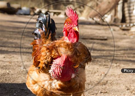 Image Of Portrait Of The Naked Neck Rooster In The Poultry House