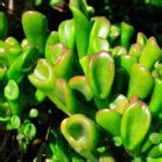 Crassula Ovata Gollum Cuidados Y Reproducci N Suculenta Th Suculentas