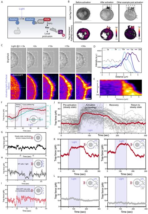 Cell Protrusions And Contractions Generate Long Range Membrane Tension