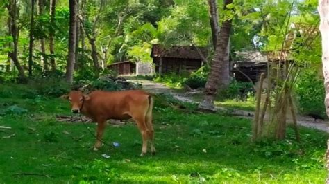 Dokumentasi Sapi Krui Yang Ada Di Pulau Pisang Pesisir Barat Lampung