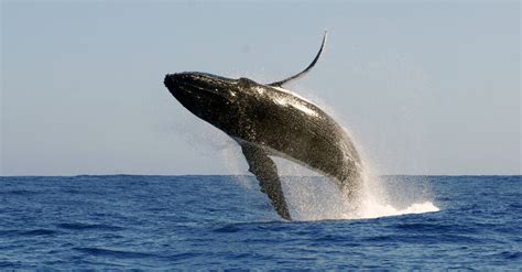 Humpback Whales Pass Their Songs Across Oceans The New York Times