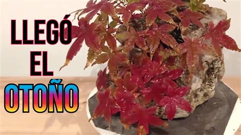 C Mo Oto A Un Arce Palmatum Deshojo En Roca Bonsai Youtube