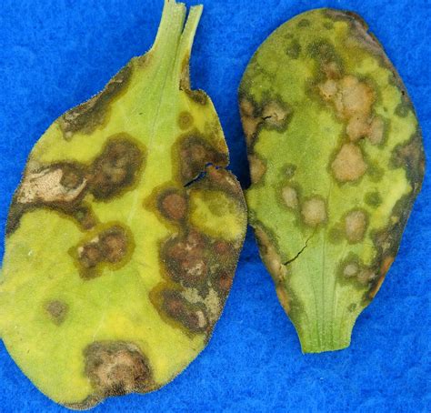 New Photo Gallery Angular Leaf Spot On Cucurbits Vegetable Pathology