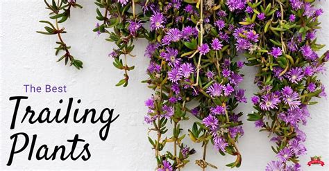 The Best Trailing Plants - The Kitchen Garten