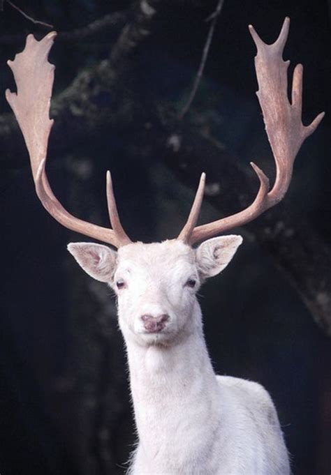 White Fallow Deer At Mt Madonna County Park In Northern California