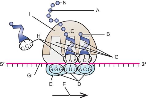 Transcription And Translation Diagram Labeled General Wiring Diagram