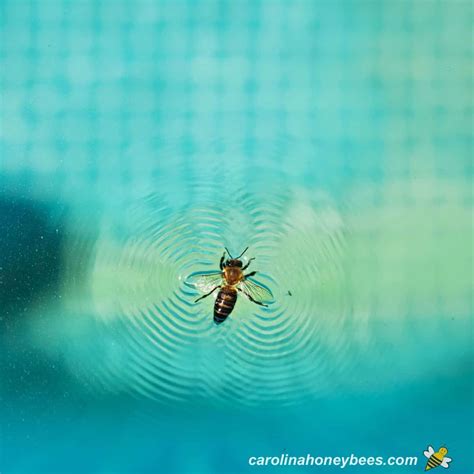 How To Keep Bees Away From Your Pool Carolina Honeybees