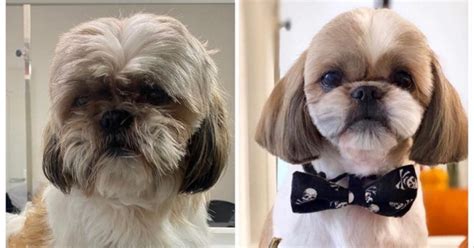 The Ultimate Guide to Shih Tzu Grooming: Tips and Techniques