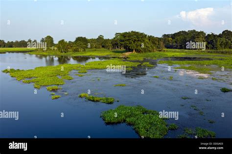 Lagoon And Water Hyacinth Majuli Island Assam India Stock Photo Alamy