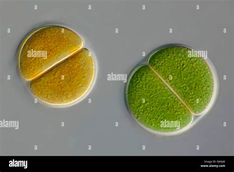 Blue Green Algae Microscope Hi Res Stock Photography And Images Alamy