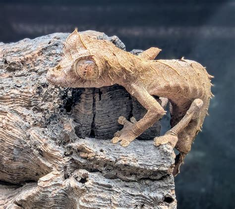 Twin Cities Reptiles, Inc | Saint Paul MN