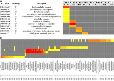 The diurnal rhythmic genes were enriched in time-of-day specific ...