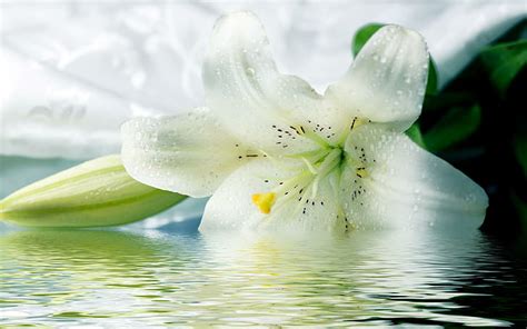 Hd Wallpaper White Lilies Nature Flower Beautyful 3d And Abstract Wallpaper Flare