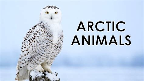 Arctic Animals: Life and Survival on the Tundra | Ultimate Kilimanjaro