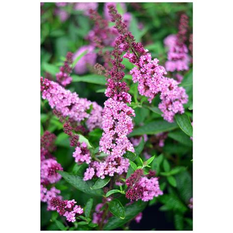 Gartenkrone Zwerg Sommerflieder Buddleja Davidii Buzz In Sorten