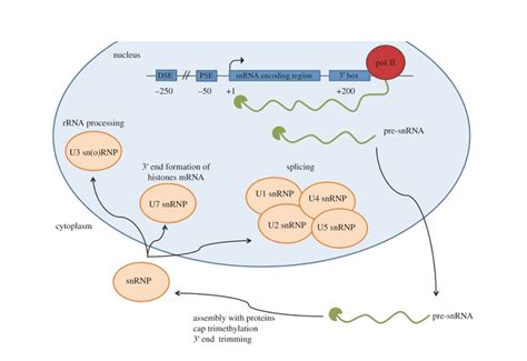 What is an snRNA and what role does it play? - DNA Testing Experts