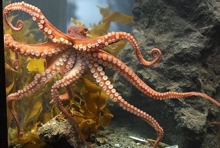 Dumbo Octopus | Overview, Anatomy & Facts | Study.com