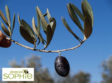 Variedad De Planta De Olivo Olivo Macho De Santisteban Del Puerto