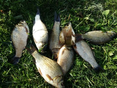 Осень. Прикормка для карася – Рыбалке.нет