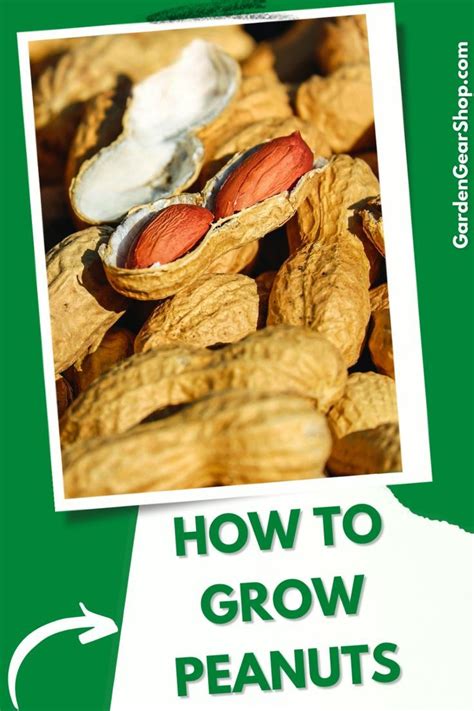 How To Grow Peanuts At Home Quick Tips Artofit