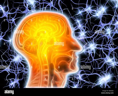 Irm Del Cerebro Y Las C Lulas Nerviosas De Captura Fotograf A De Stock