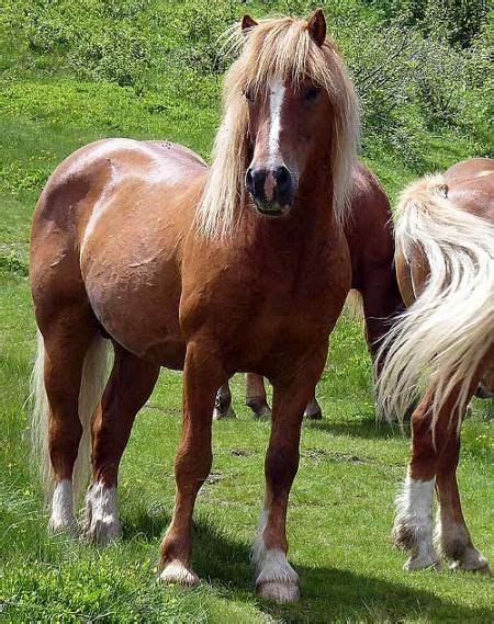 Avelignese Or Haflinger Austria Italy Horse Breeds Horses Breeds