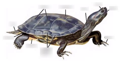 External Reptile Anatomy Diagram | Quizlet