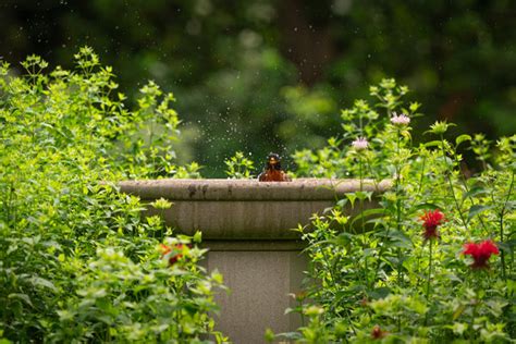 Tips for Attracting Birds to Your Bird Bath Fountain