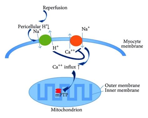 Role Of Mitochondrial Permeability Transition Pore Mptp In Myocardial