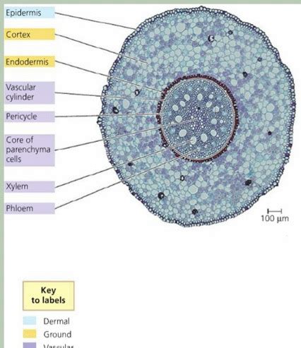 Bio Lab Flashcards Quizlet