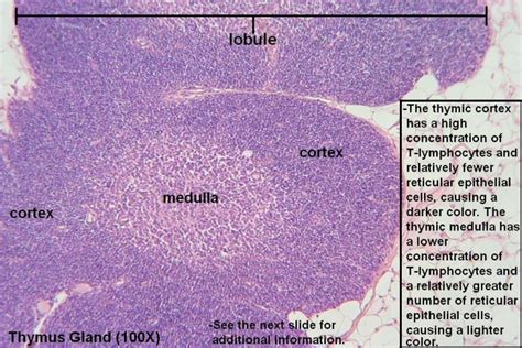 Thymus Tutorial Histology Atlas For Anatomy And Physiology