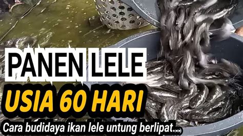 Panen Lele Dikolam Terpal Usia Hari Ii Budidaya Ikan Lele Di Kolam